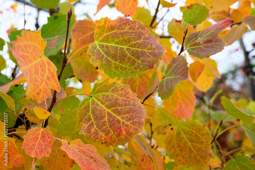 Closeup of Quaking Aspen tree leaves in fall color growing in a plant nursery greenhouse outdoors in the Scottish Highlands, part of a native tree forest rewilding project
