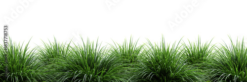 Green grass isolated on transparent background 3d rendering png