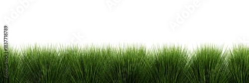 Dense green grass bushes isolated on transparent background 3d rendering png