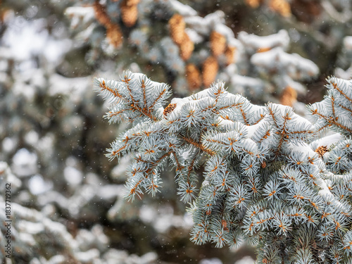 Green fir branches in winter covered with snow