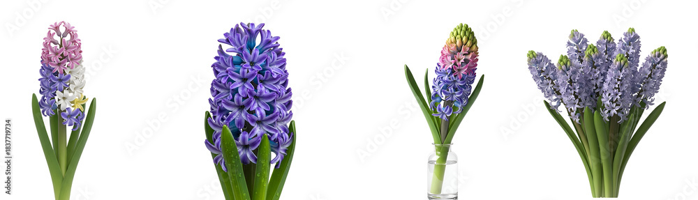Obraz premium Four hyacinth flower arrangements with purple and pink blooms and green stems on a solid background on transparent background
