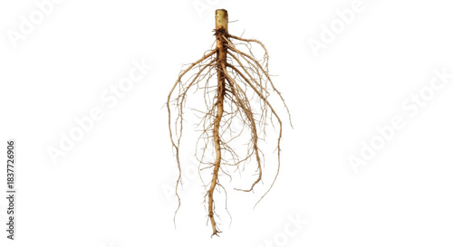 Isolated root system of a plant, showcasing its intricate network and natural textures against a clean white background, ideal for botanical studies