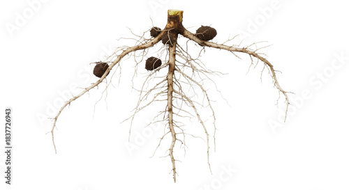 Close-up detailed isolated depiction showcasing intricate root system of a plant with visible root nodules against clean background
