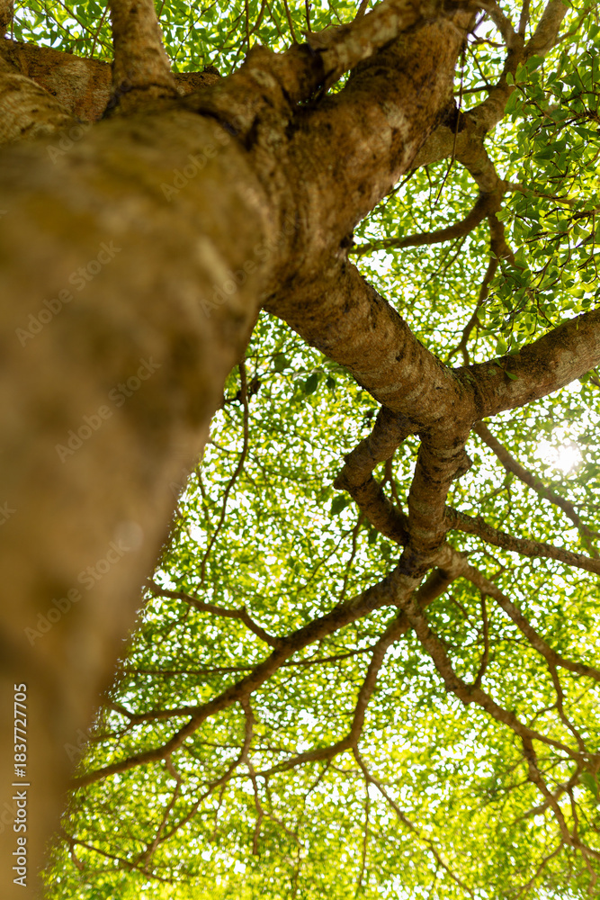 Naklejka premium A set of upward-view photos capturing tree bark textures, tall trunks, and vibrant green leaves creating a lush canopy in a calm public park. Perfect for nature and background uses.