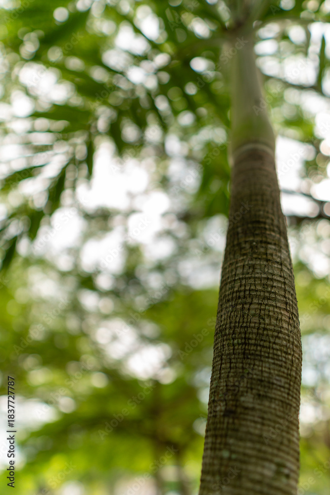 Fototapeta premium A set of upward-view photos capturing tree bark textures, tall trunks, and vibrant green leaves creating a lush canopy in a calm public park. Perfect for nature and background uses.