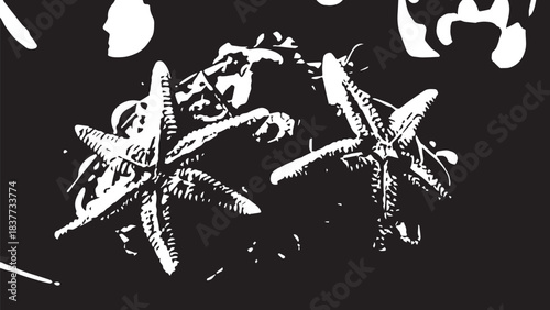 Two starfish resting on a dark textured surface with high contrast in black and white.