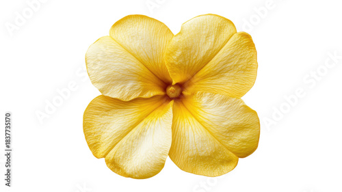 Allamanda yellow flower with vibrant petals and smooth texture showcasing natural beauty in full bloom isolated on white background