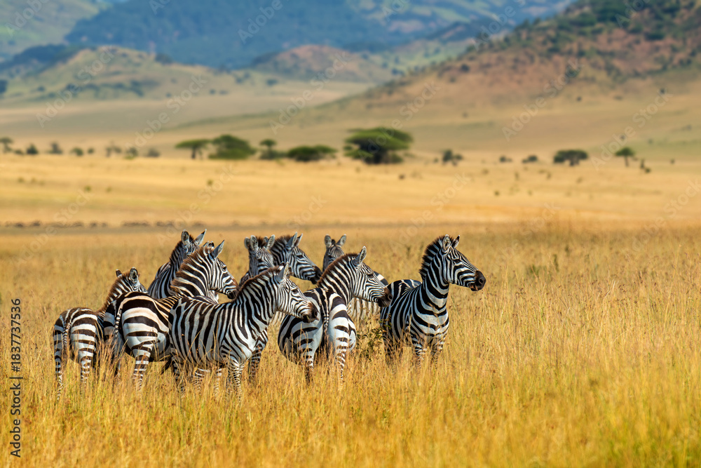 Obraz premium Herd of zebra standing on dry grass field