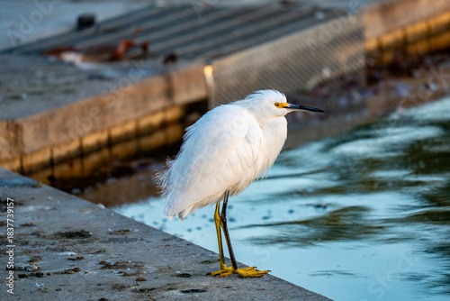 White Snowy Egret Bird Puffed Out Feathers 