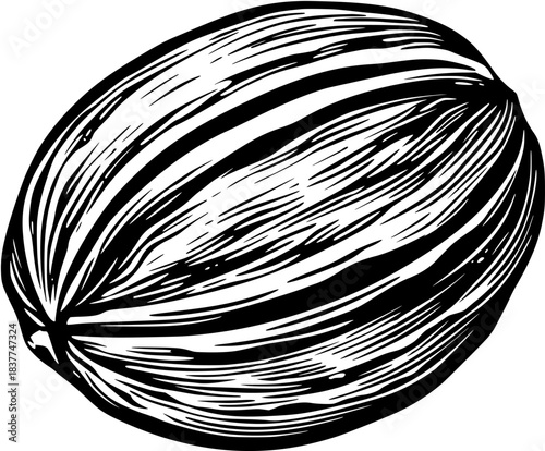 Whimsical Nutmeg Nuts Black White | Clean, isolated vector art for creative projects.