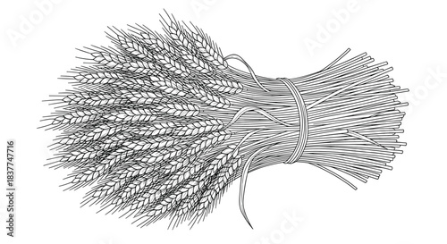 Highly detailed black and white vintage engraving style illustration of a sheaf of wheat symbolizing harvest and agriculture.