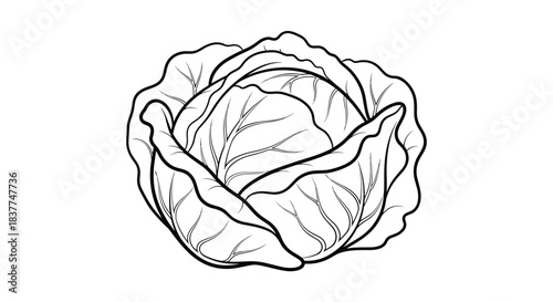 Simple black and white line art illustration of a whole head of fresh cabbage for a farmers market or grocery store design.