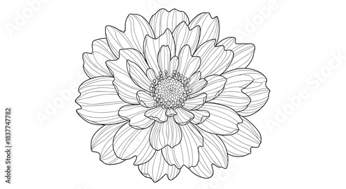 Detailed black and white line art illustration of a zinnia or dahlia flower head viewed from above for botanical designs.
