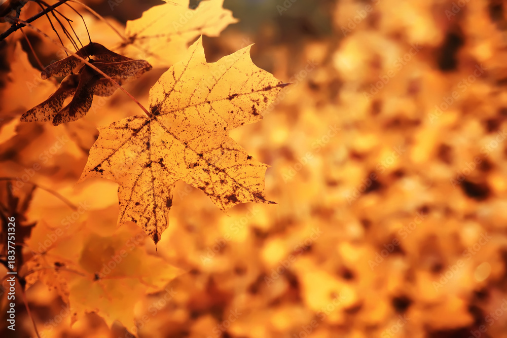 Naklejka premium Lively closeup of falling autumn leaves with vibrant backlight from the setting sun