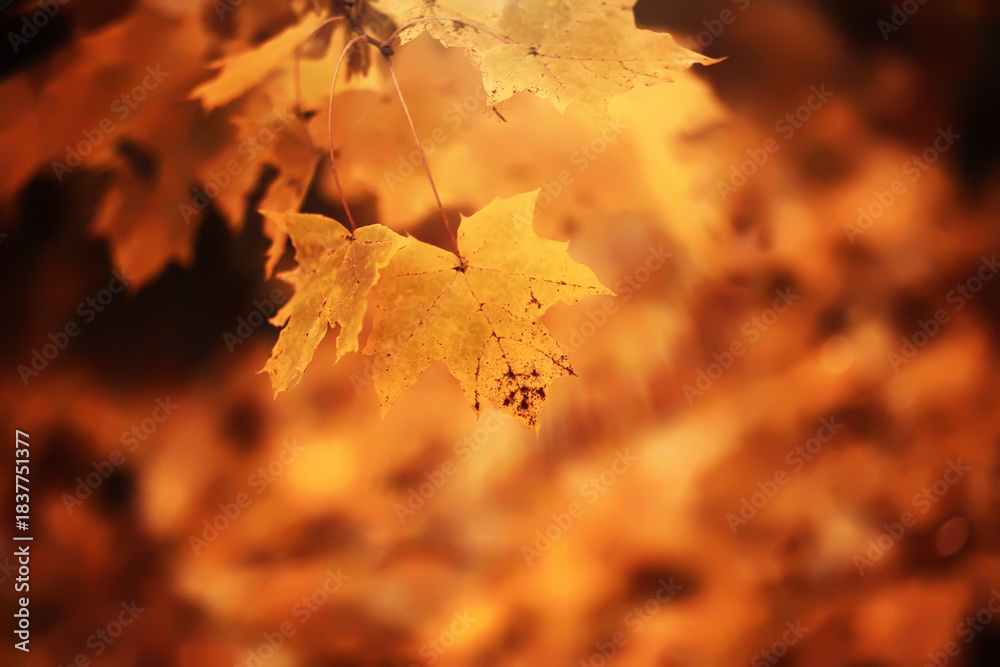 Naklejka premium Lively closeup of falling autumn leaves with vibrant backlight from the setting sun