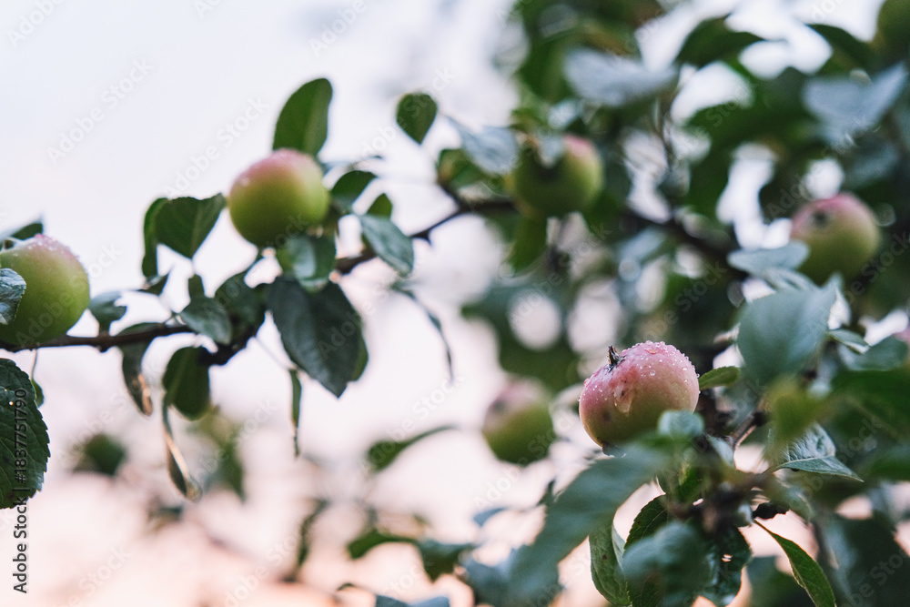 Fototapeta premium Apple trees with ripe fruit captured in soft bokeh light, creating a warm, dreamy and natural atmosphere. The blurred background enhances the freshness, color, and organic beauty of the apple