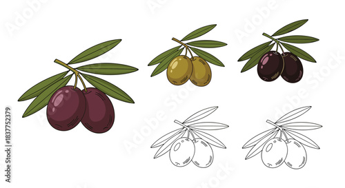 A versatile set of olive branch illustrations, featuring green and black olives, as well as detailed black and white line art versions.