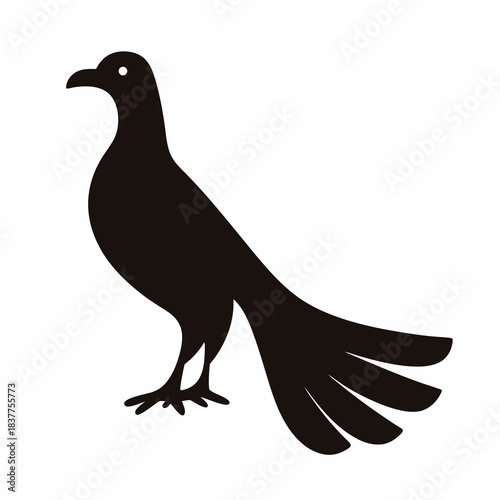 Elegant black bird with long tail feathers silhouette on white background