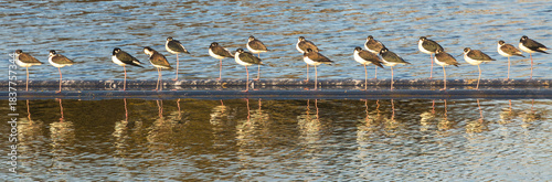 A flock of Black-necked Stilts standing up and sleeping, heads tucked under wings Sunnyvale Baylands, Santa Clara County, California.