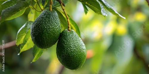 Wallpaper Mural The Avocado Tree Branch With Two Lush Green Fruits In Sunlit Orchard Torontodigital.ca