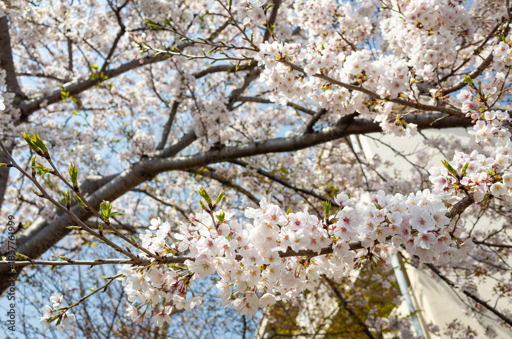 Fototapeta premium 春に咲く満開の桜