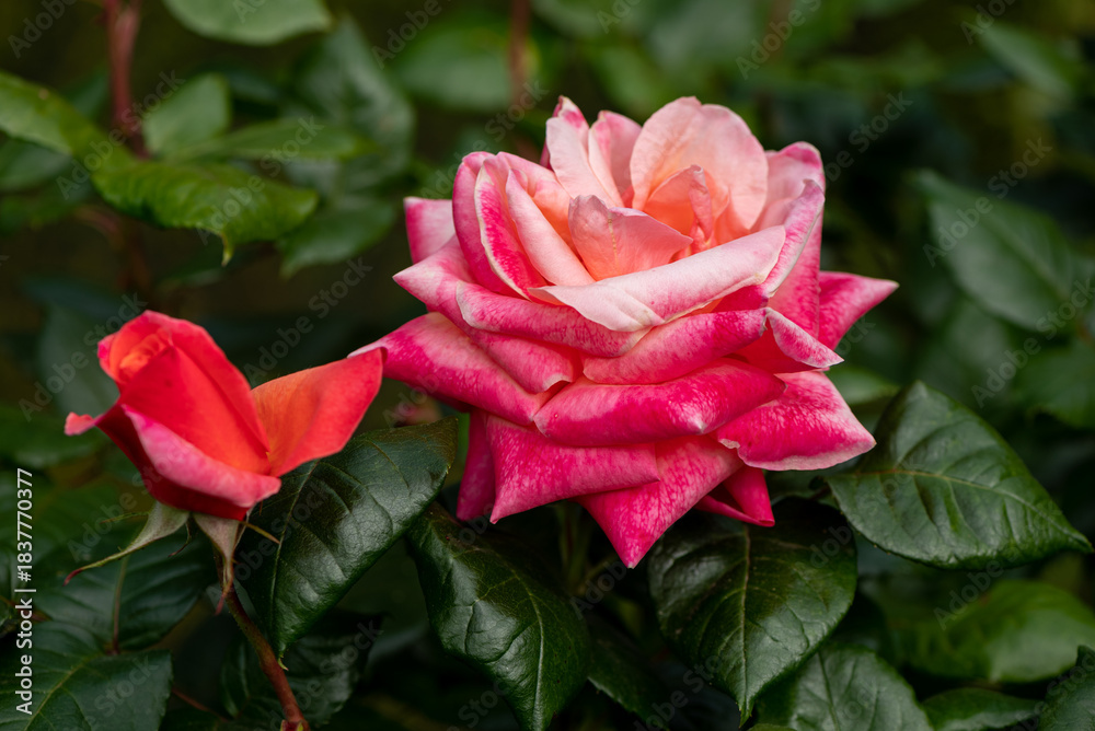 Fototapeta premium red rose flower