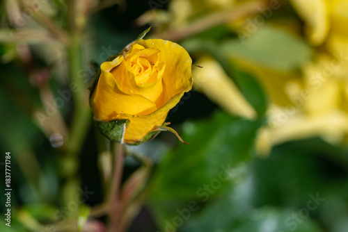 yellow rose in the garden
