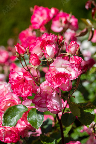 pink and white roses