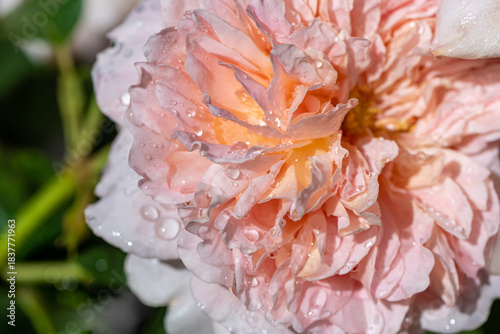 pink rose with water drops