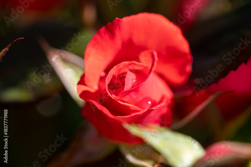 red rose with water drops