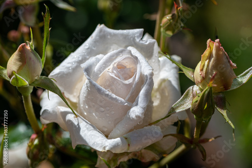 white rose with water drops in the garden