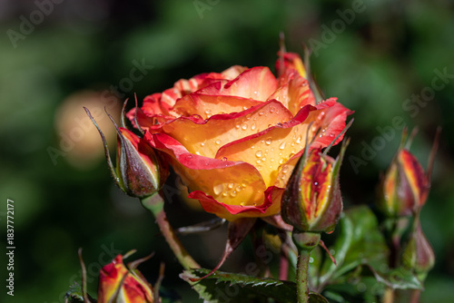 red and yellow roses with dew drops in the garden