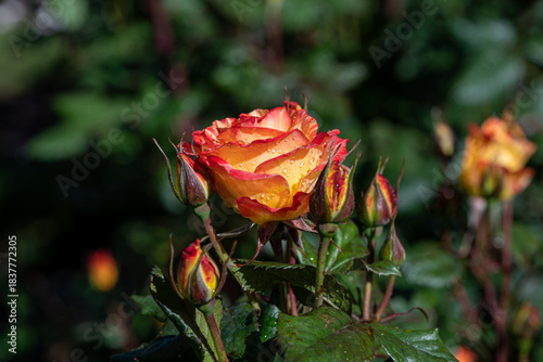red and yellow roses with dew drops in the garden