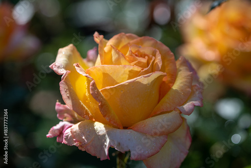 yellow rose in the garden