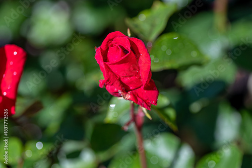 red rose in the garden