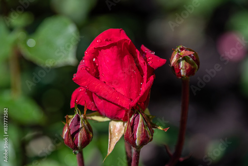 red rose in the garden
