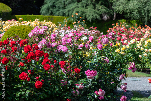 Roses in Christchurch rose garden