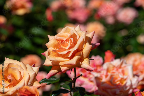 Orange rose in the garden