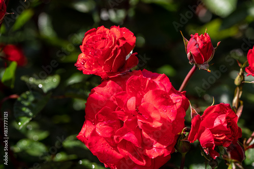 red roses in the garden