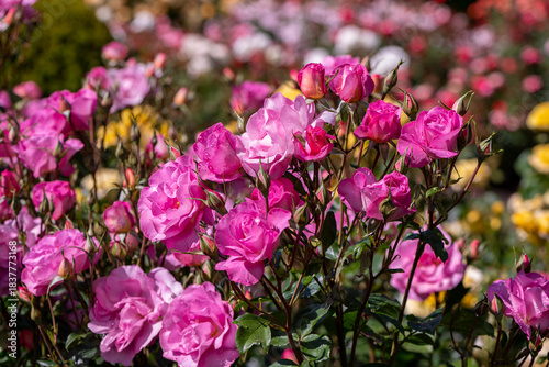 pink and white roses in the garden