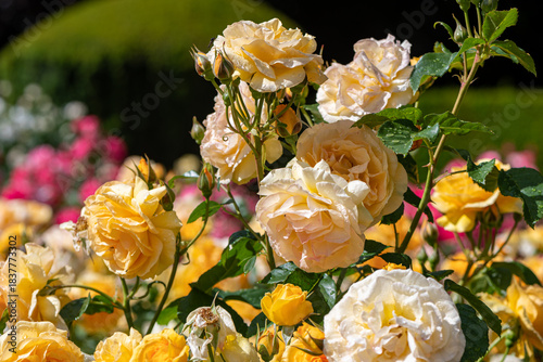 Branch of yellow roses