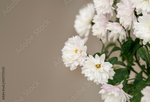 Close up of blooming white chrysanthemums against a smooth neutral background. Delicate petals, subtle pink tones and soft light create a gentle floral composition.