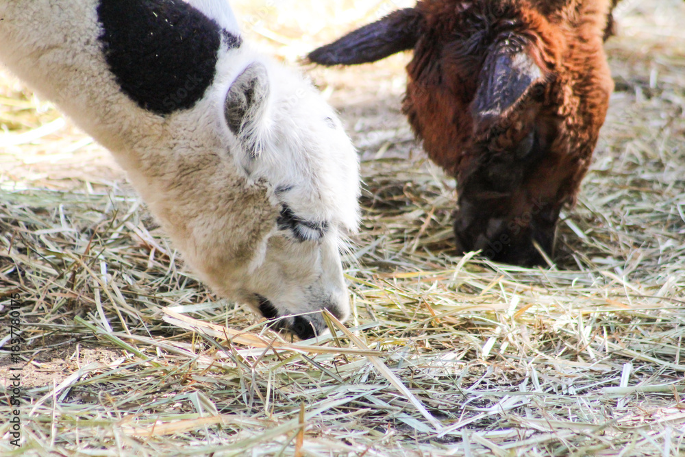Fototapeta premium Alpaca white baby animal eats food