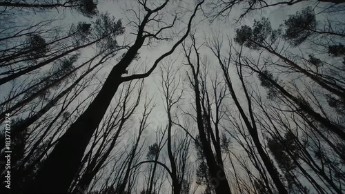 Tall trees silhouetted against gray sky in forest