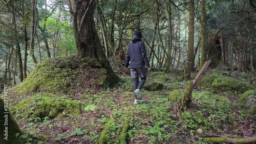 Rear view of a trekker moving through a dense, mossy woodland. Surrounded by lush, vertical tree trunks. Annapurna Circuit, Bimthang side trek.