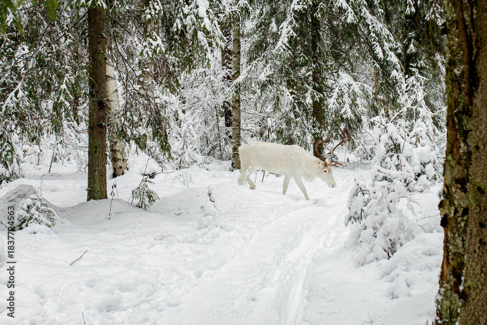 Fototapeta premium white deer in snow