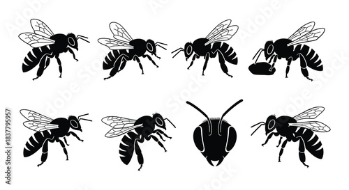 Black and white illustrations of various bee poses and perspectives