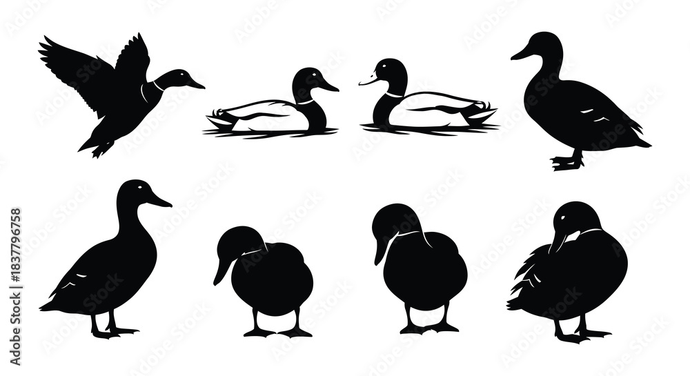 Obraz premium Black and white silhouettes of ducks in various poses and positions