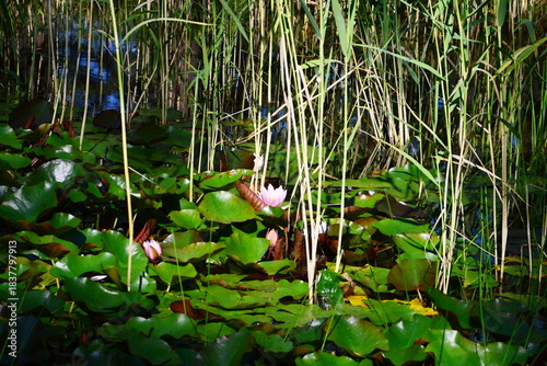 Pond in the Forest Cemetery in the Town Soltau, Lower Saxony