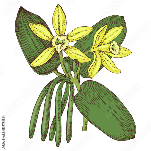 Vanilla hand drawn vector plant